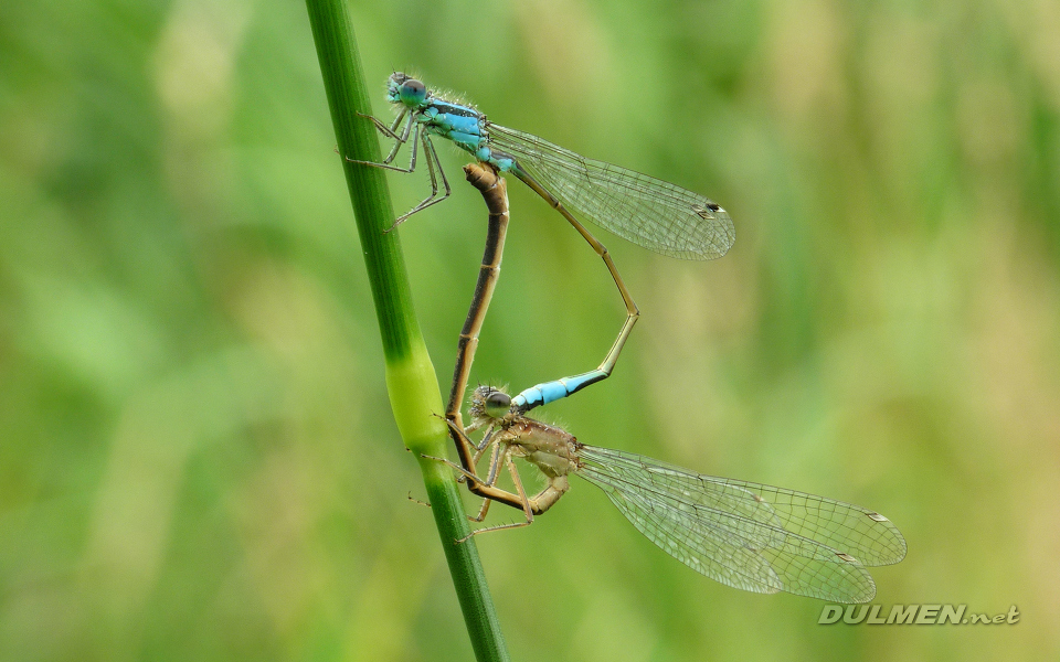 Mating Common Bluetails (Ischnura elegans)